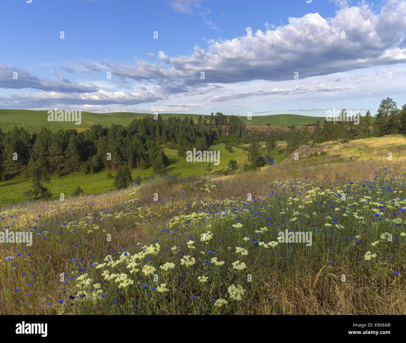The Palouse, Whitman County, WA: Buckwheat (Eriogonum heracleoides) and bachelor's buttons (Centaurea cyanus) in an open meadow Stock Photo