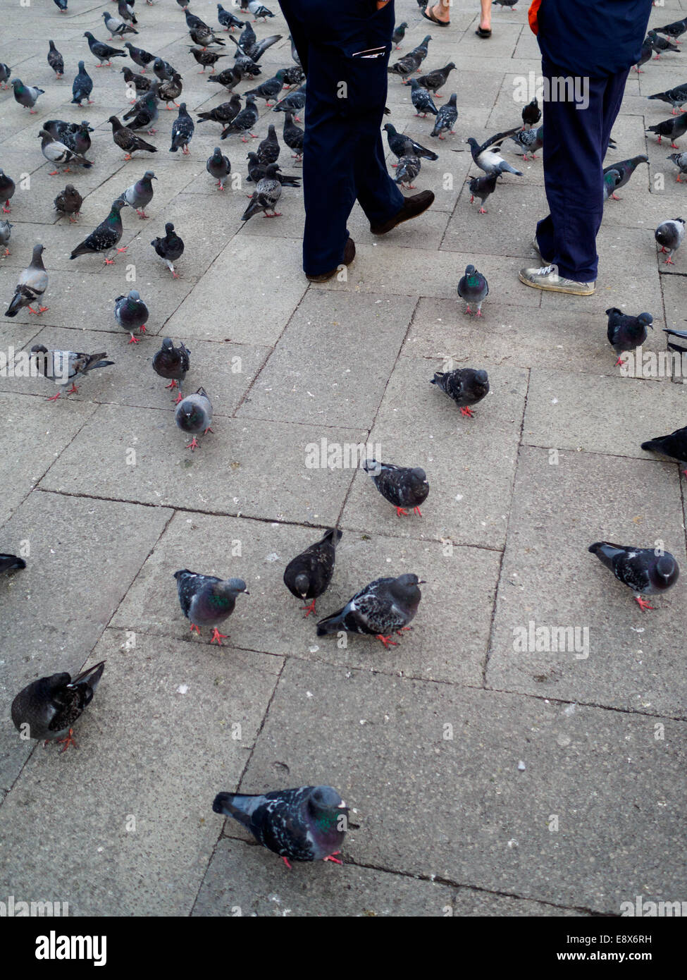 Flock of pigeons walking around two people's legs on Campo San Marco in Venice, Italy. Stock Photo