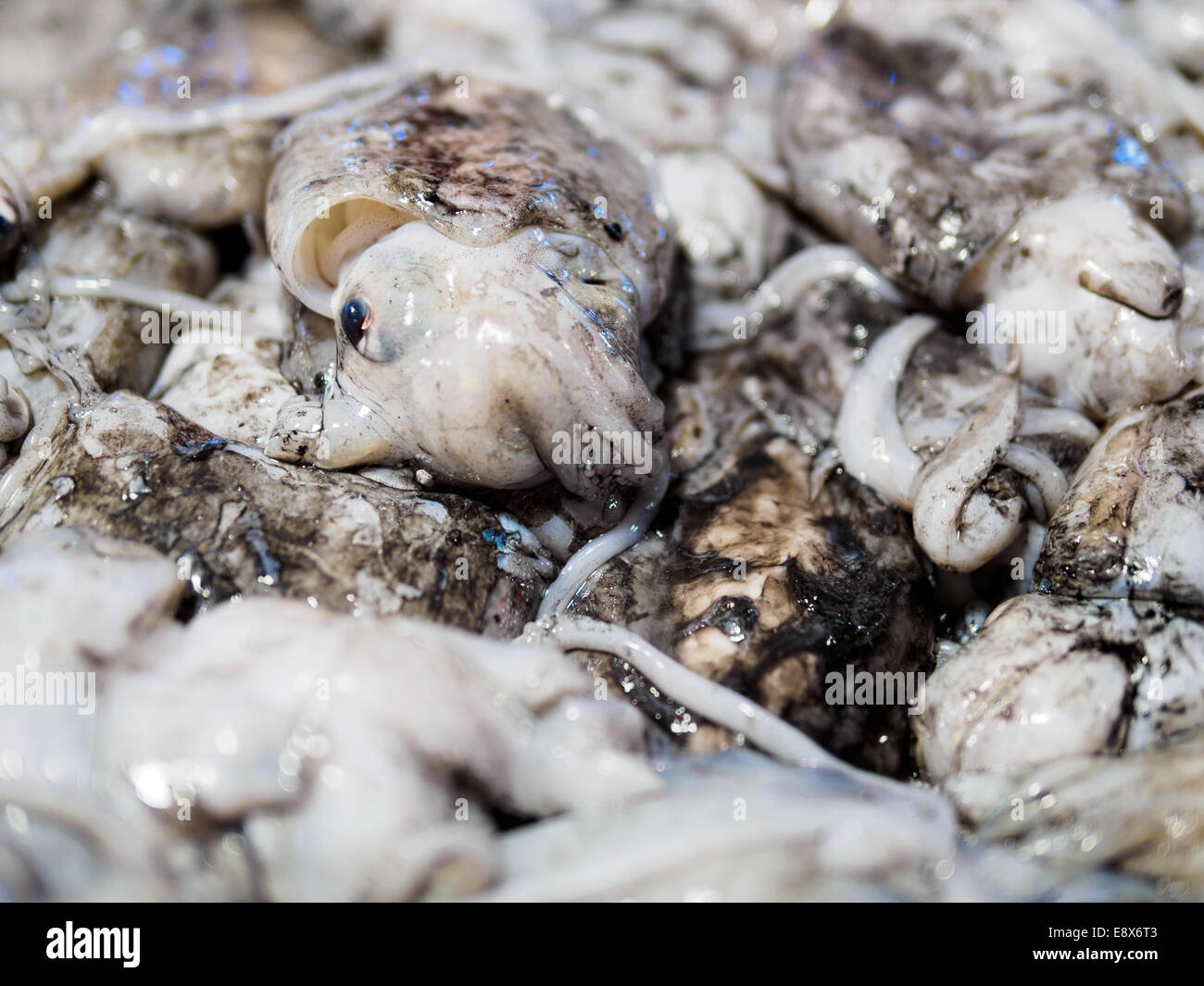 Cuttlefish market hi-res stock photography and images - Alamy