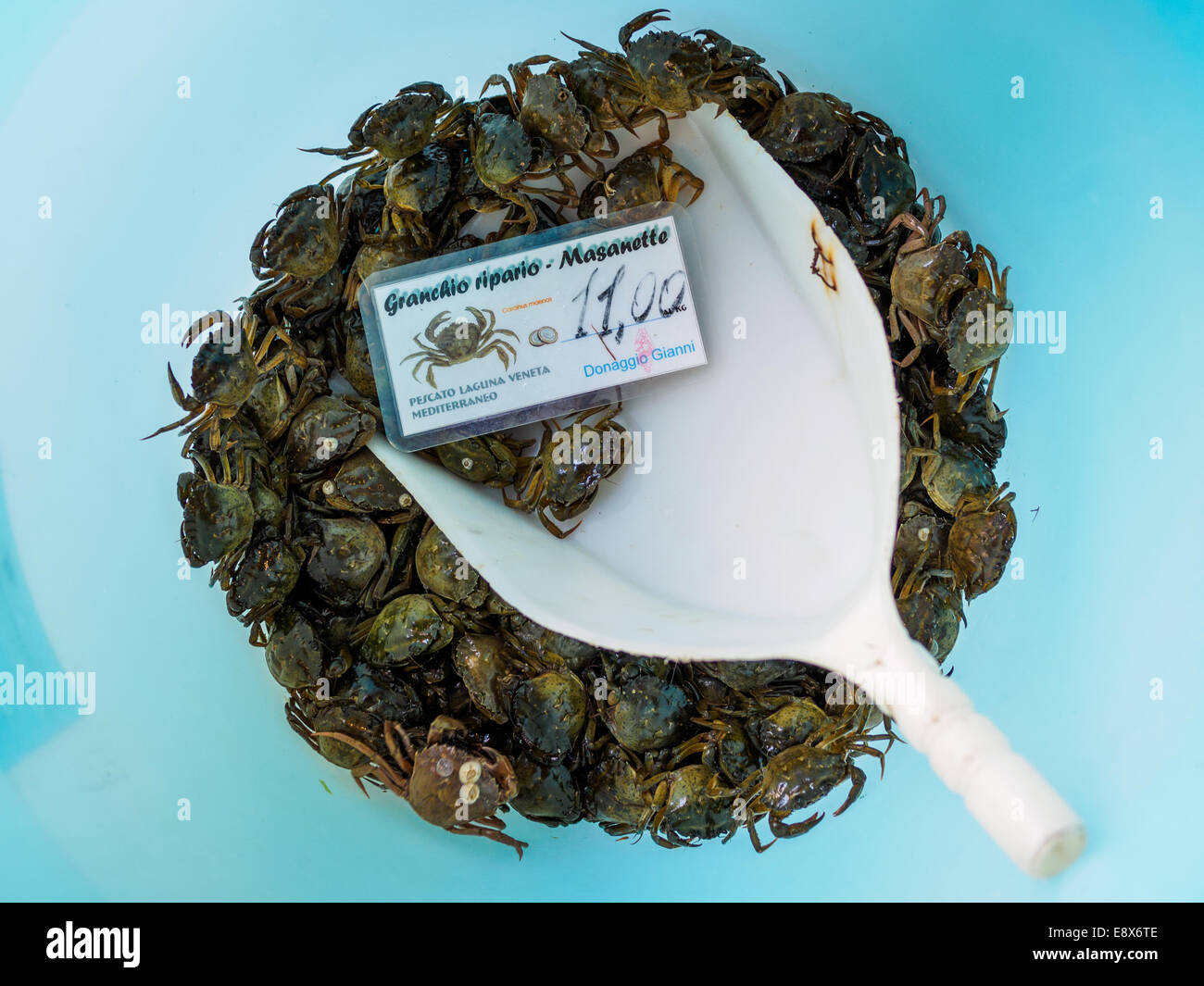 Close-up of bucket with a shovel full of shore crabs, on sale at Rialto market in Venice, Italy. Stock Photo