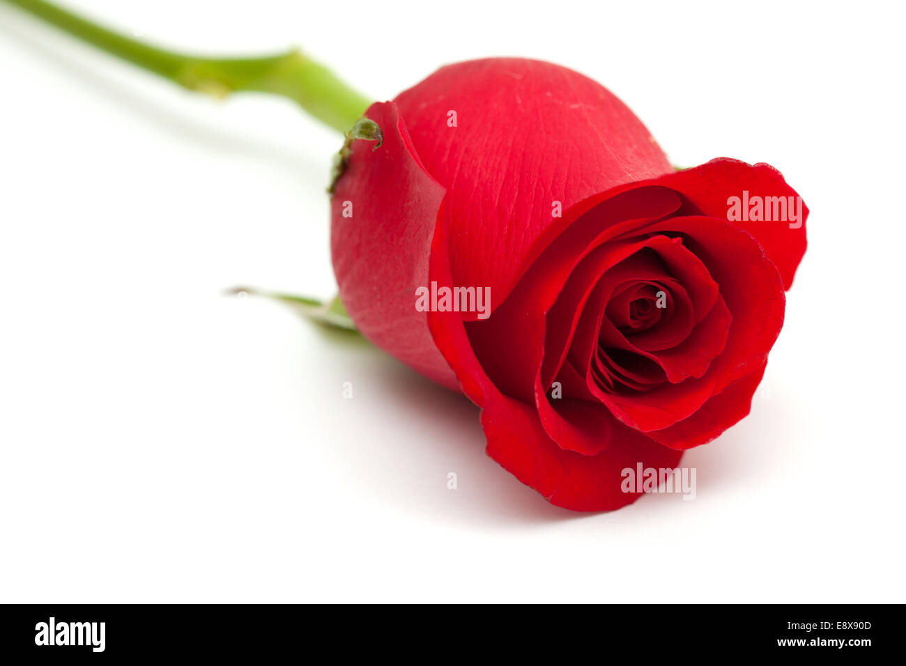 red rose isolated on white Stock Photo - Alamy