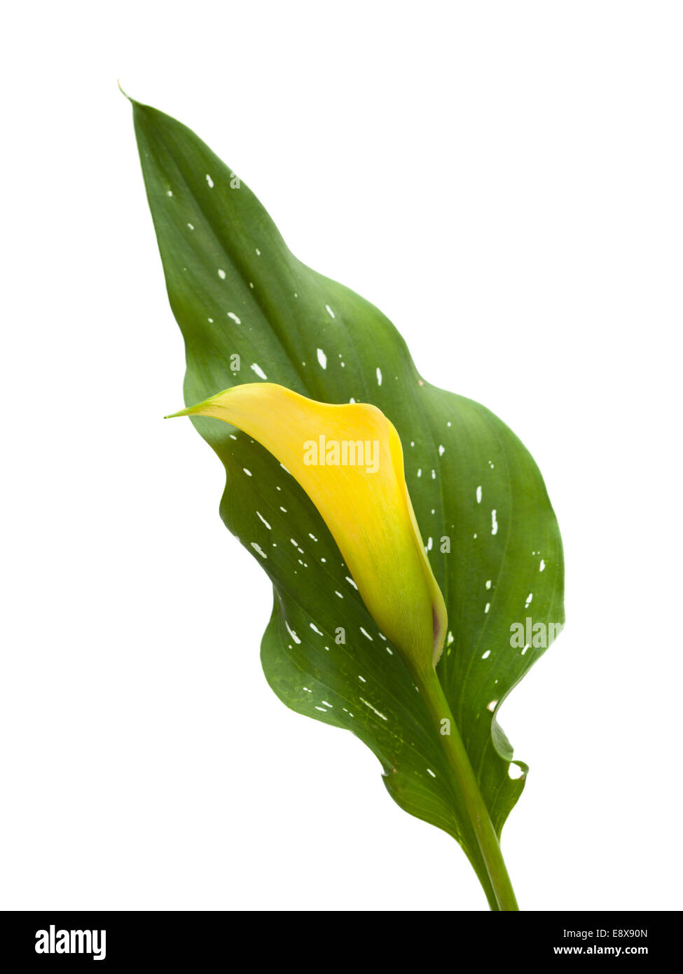 Yellow calla lily Cut Out Stock Images & Pictures - Alamy