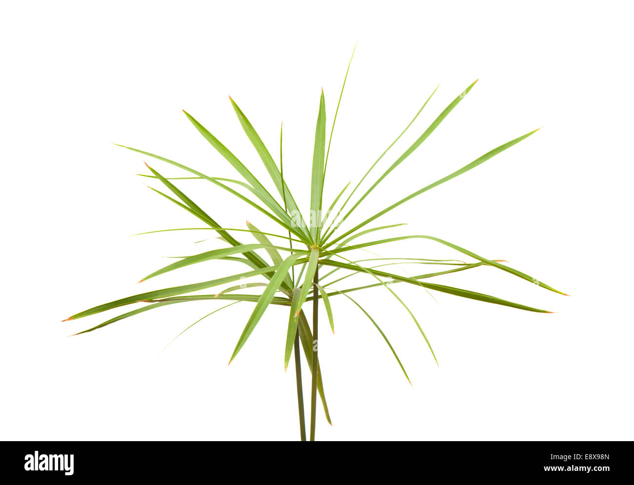 papyrus plant isolated on white Stock Photo - Alamy