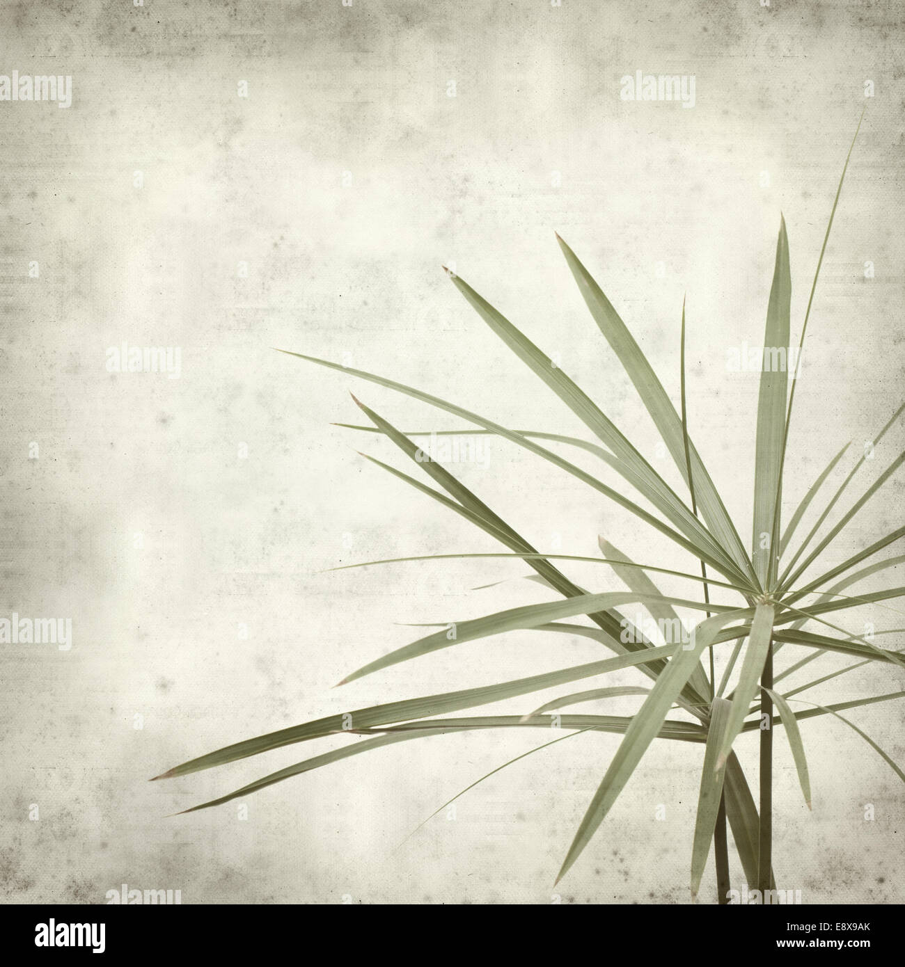 textured old paper background with papyrus Stock Photo