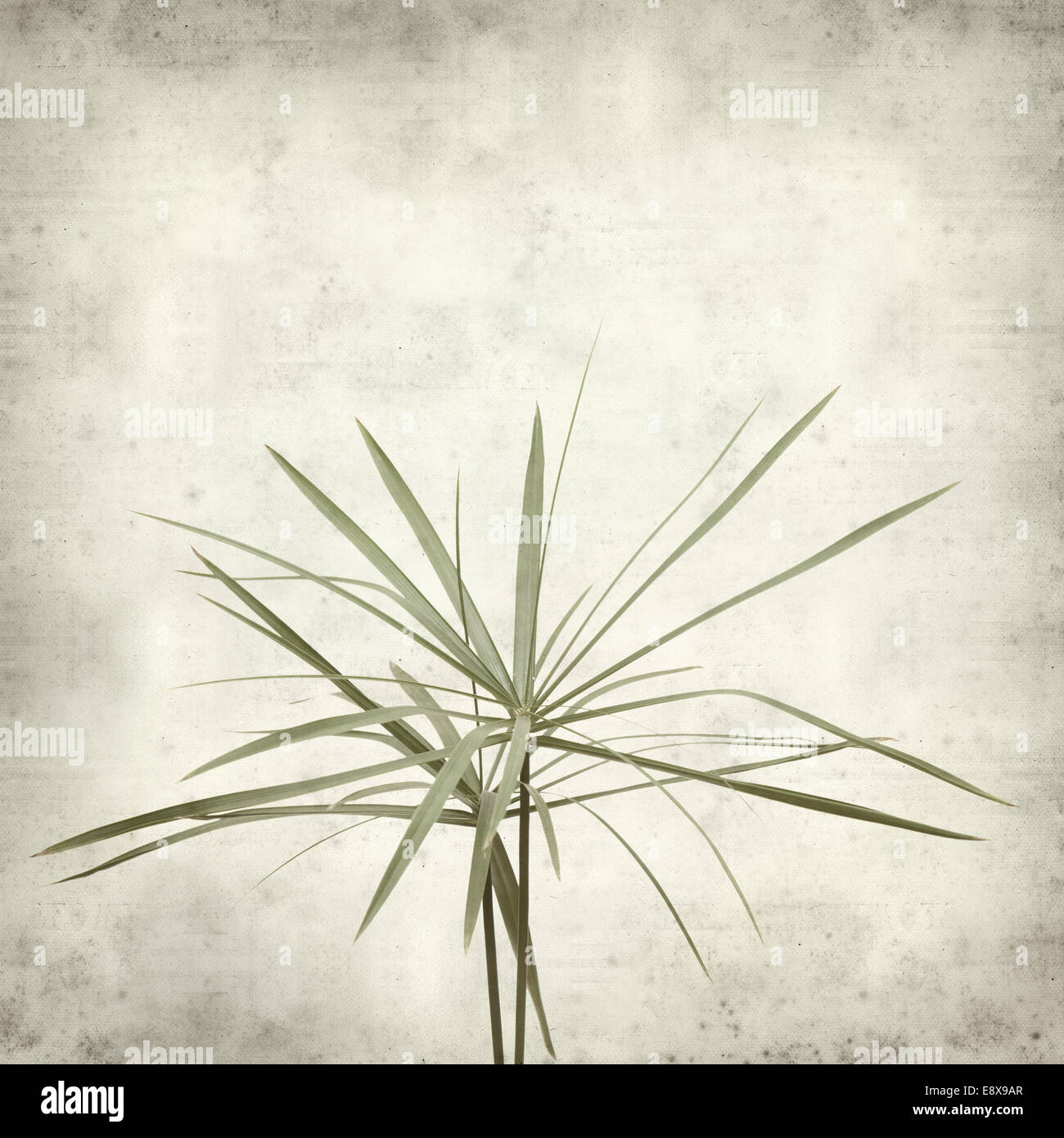 textured old paper background with papyrus Stock Photo - Alamy