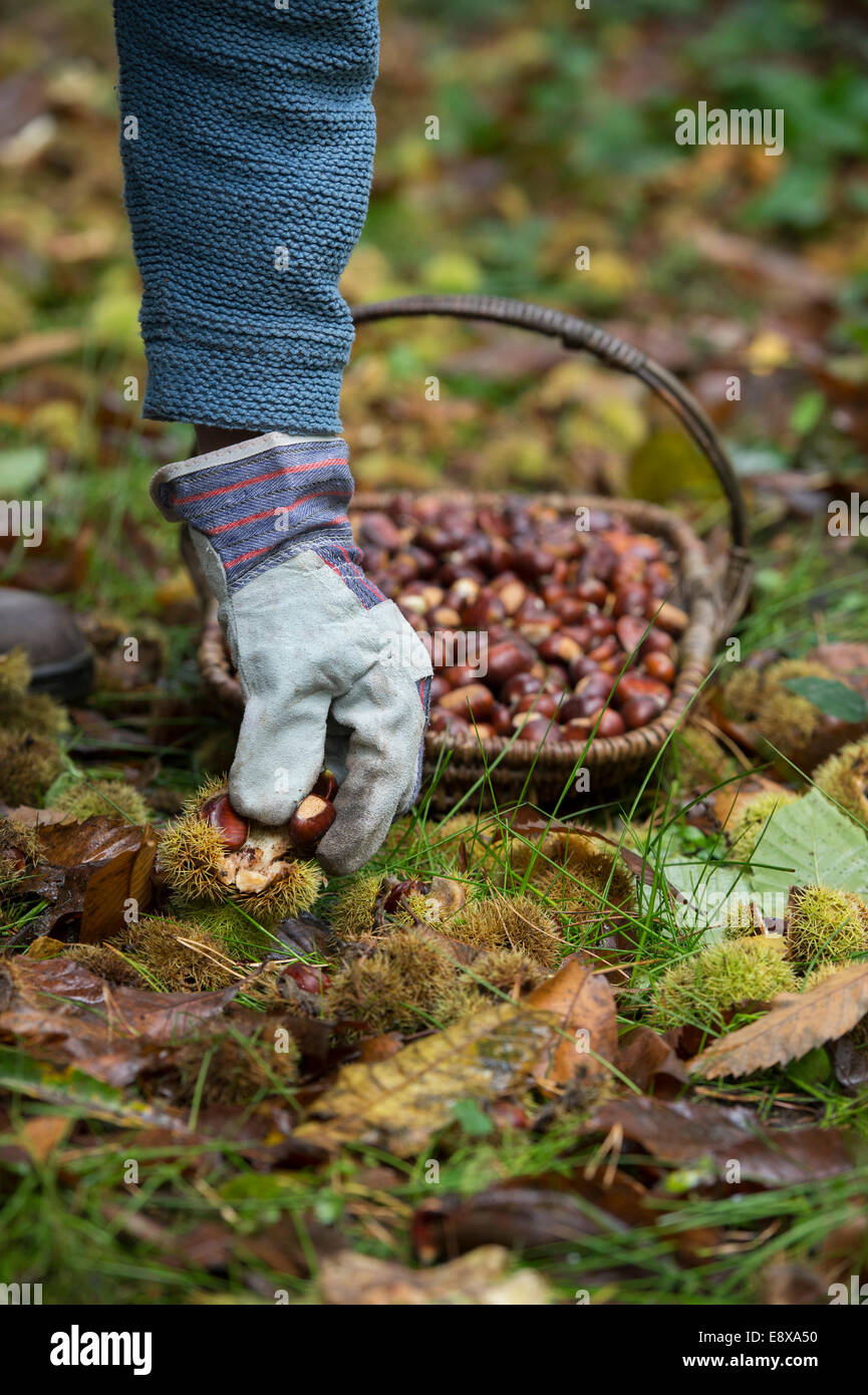 Castanea Sativa Sweet Chestnuts Woodland Uk High Resolution Stock ...