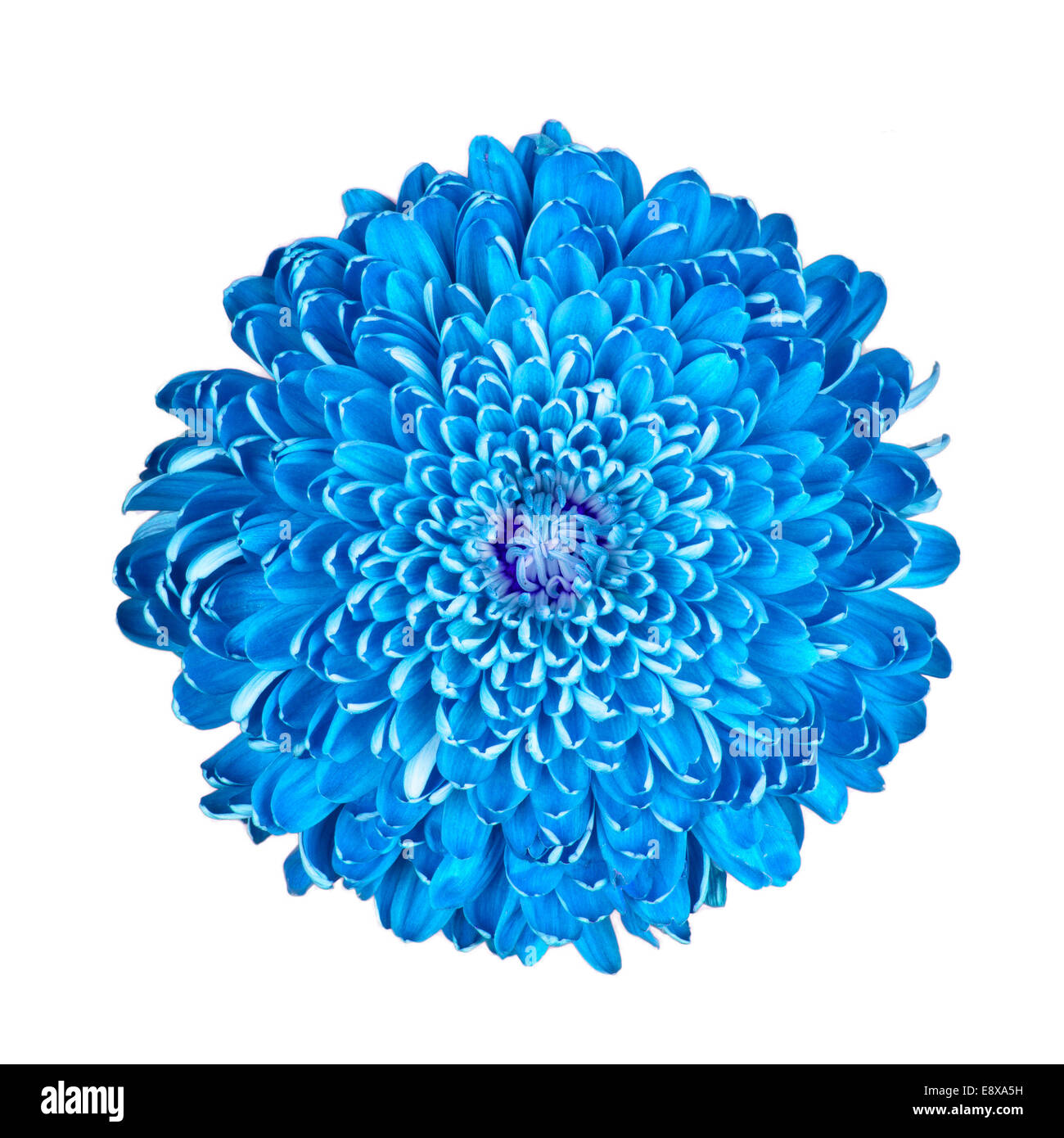 Blue chrysanthemum, isolated on a white background Stock Photo Alamy
