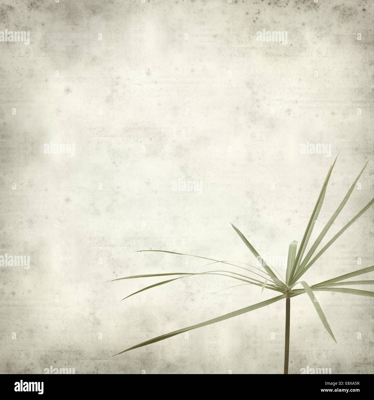 textured old paper background with papyrus Stock Photo