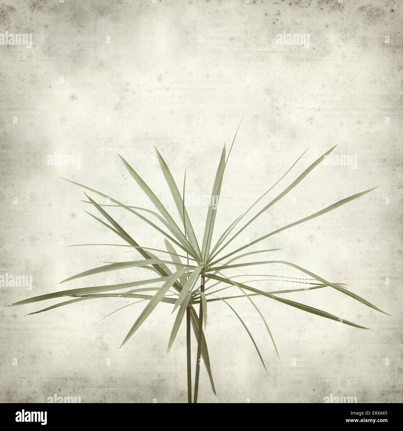 textured old paper background with papyrus Stock Photo - Alamy