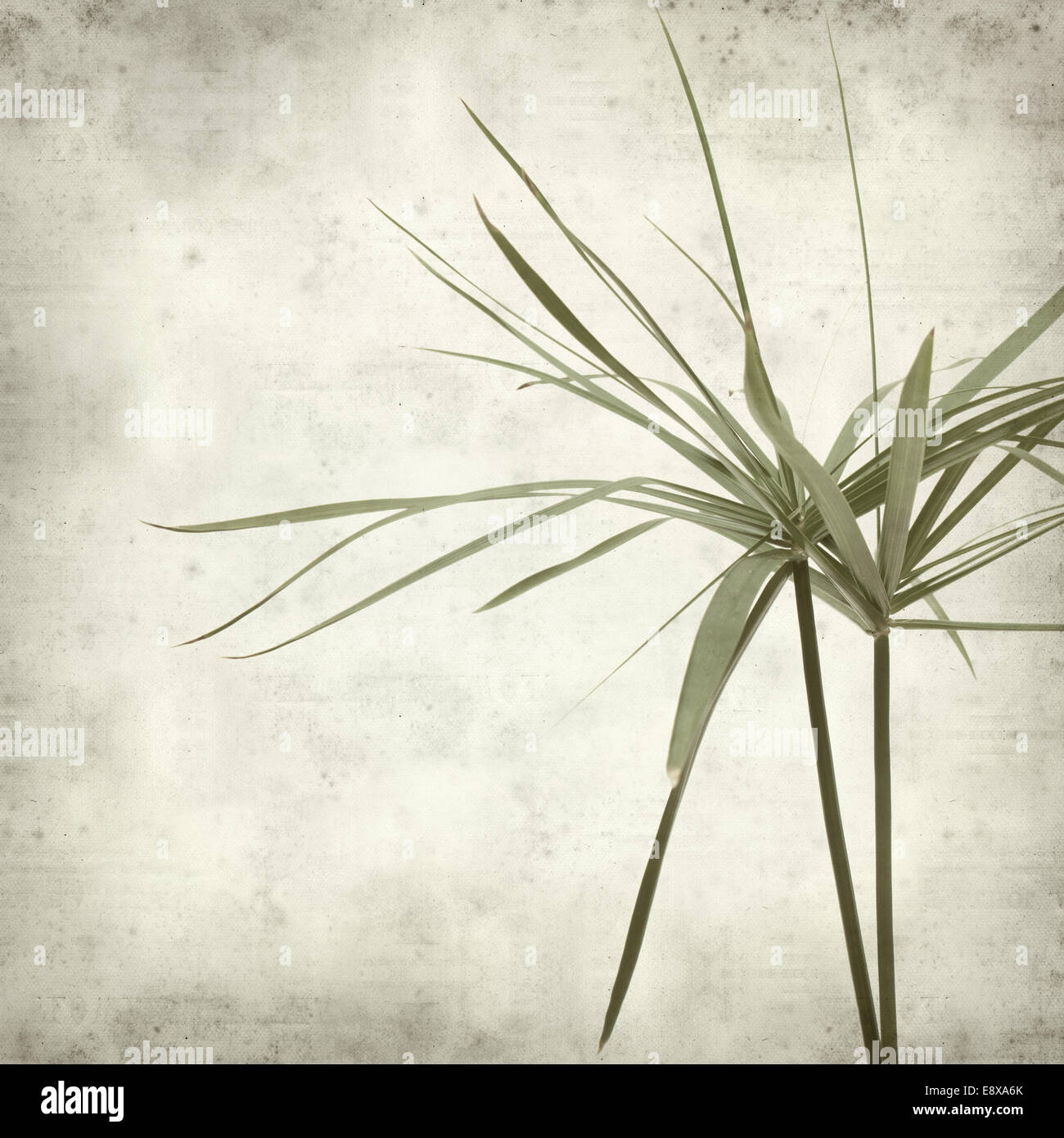 textured old paper background with papyrus Stock Photo - Alamy