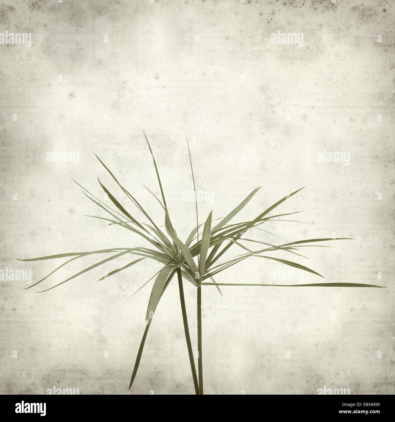 textured old paper background with papyrus Stock Photo - Alamy