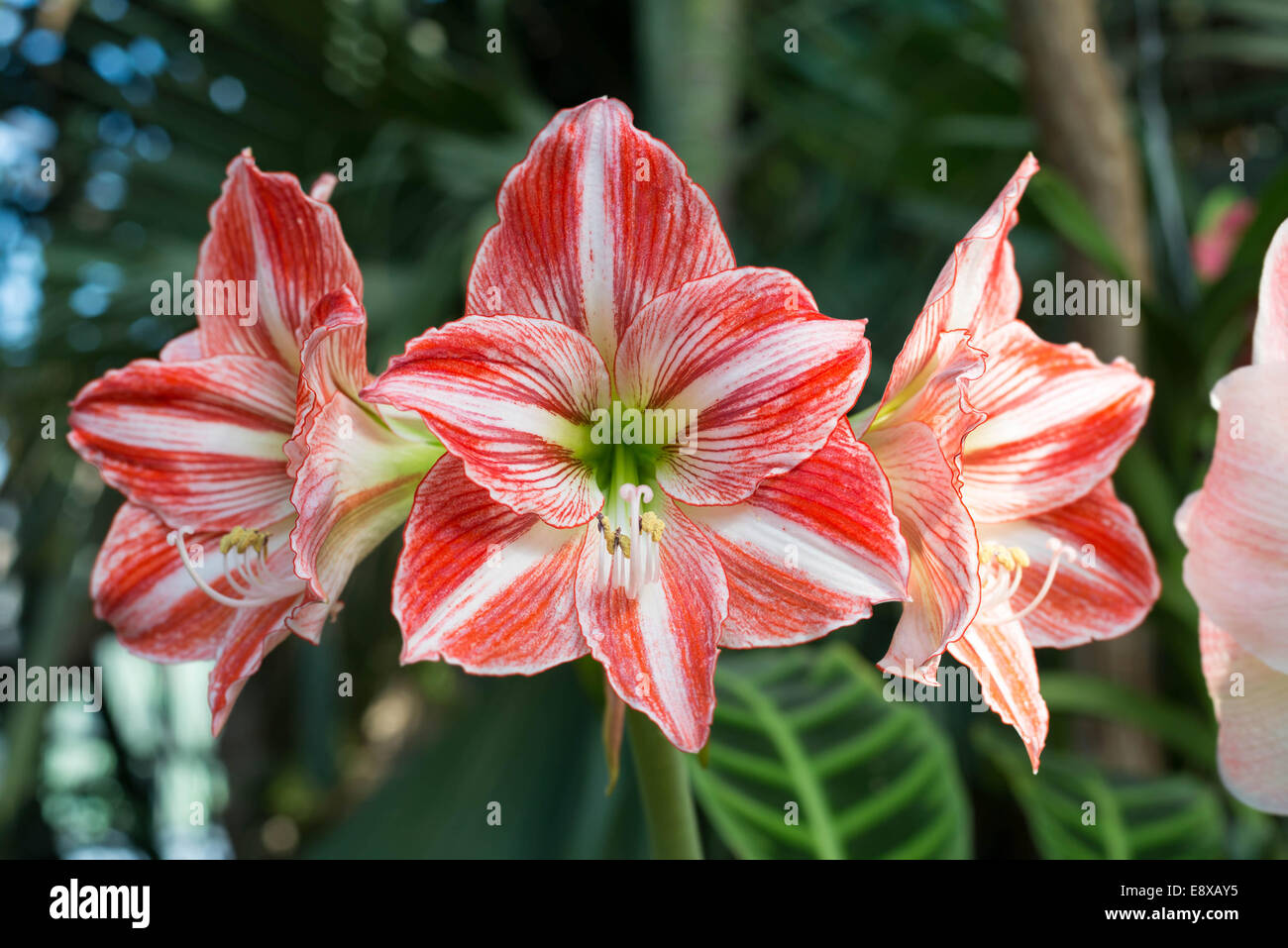 Beautiful large lily flowers in a nature Stock Photo
