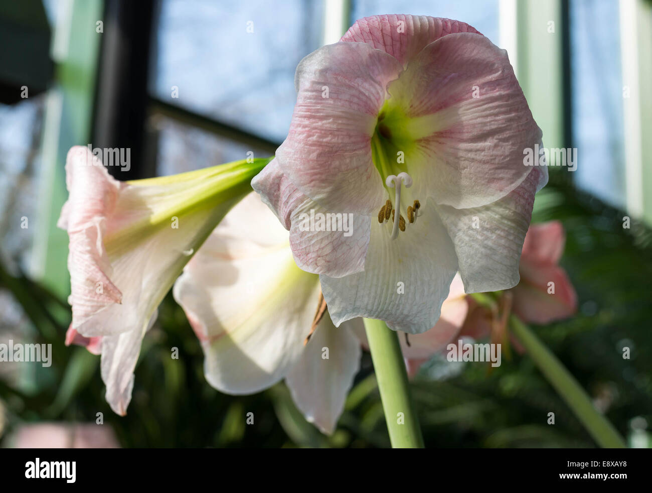 Beautiful large lily flowers in a nature Stock Photo