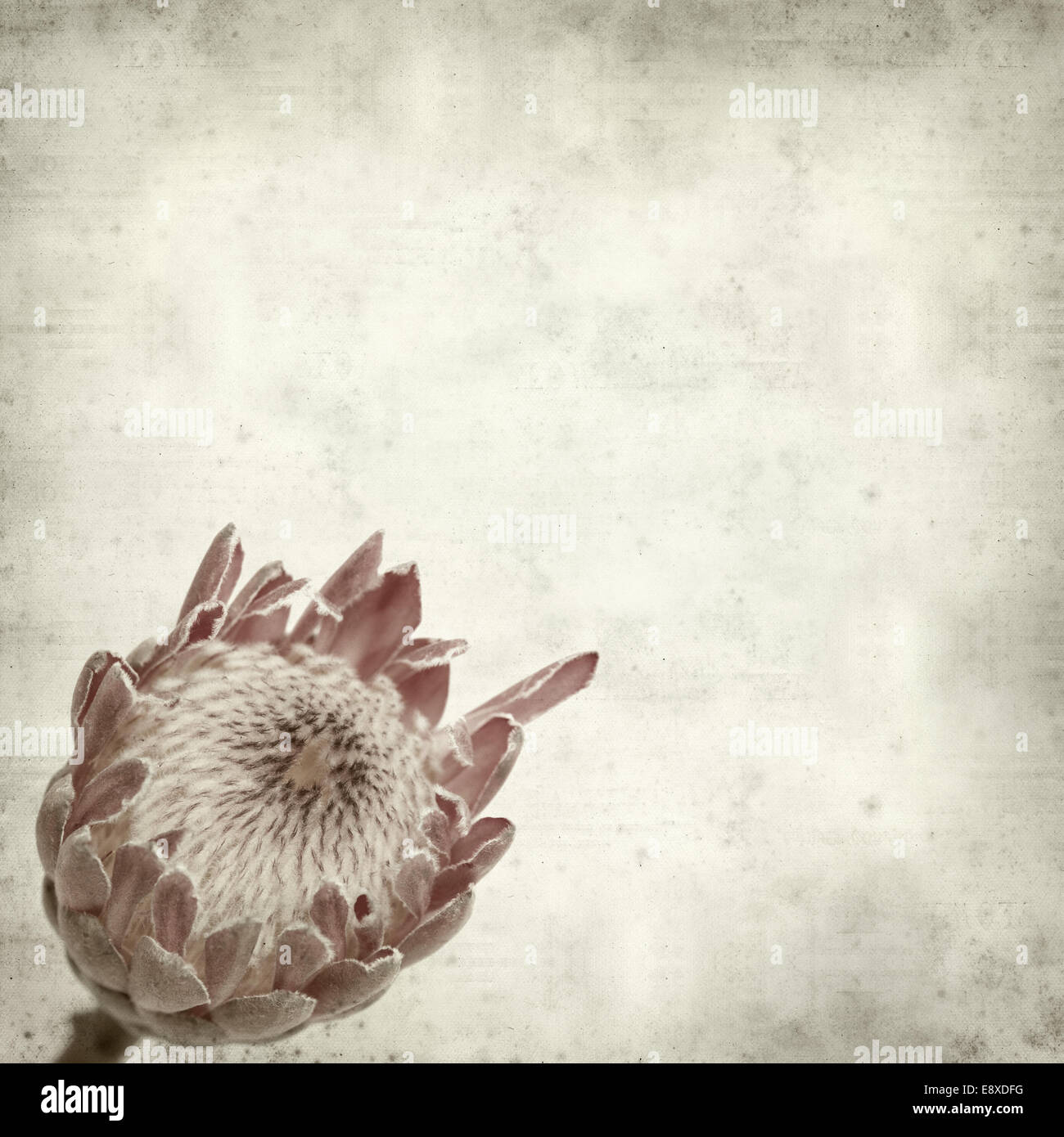 textured old paper background with pink protea flower Stock Photo