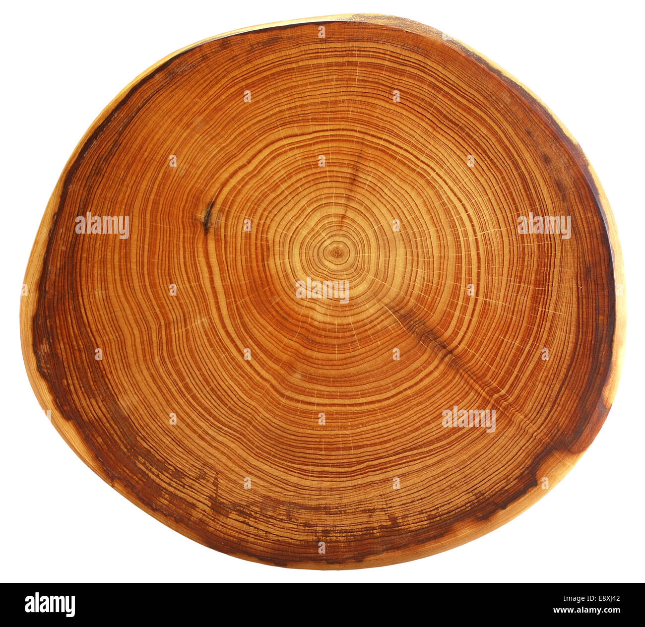 Tree slice hires stock photography and images Alamy