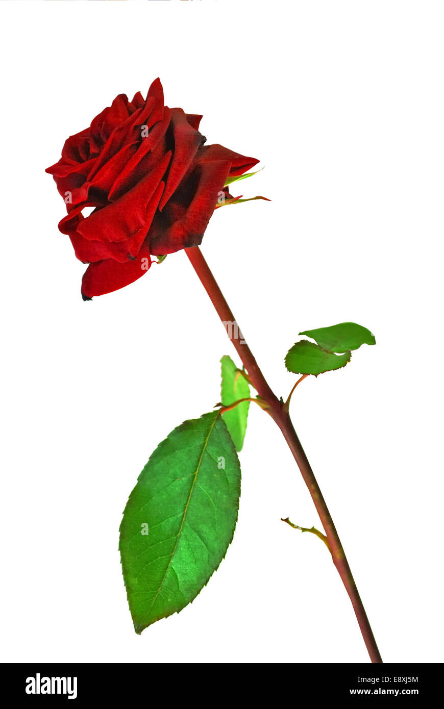 Border red roses rose petals hires stock photography and images Alamy