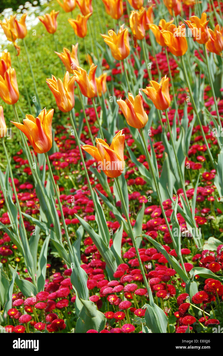 Orange tulips background Stock Photo - Alamy
