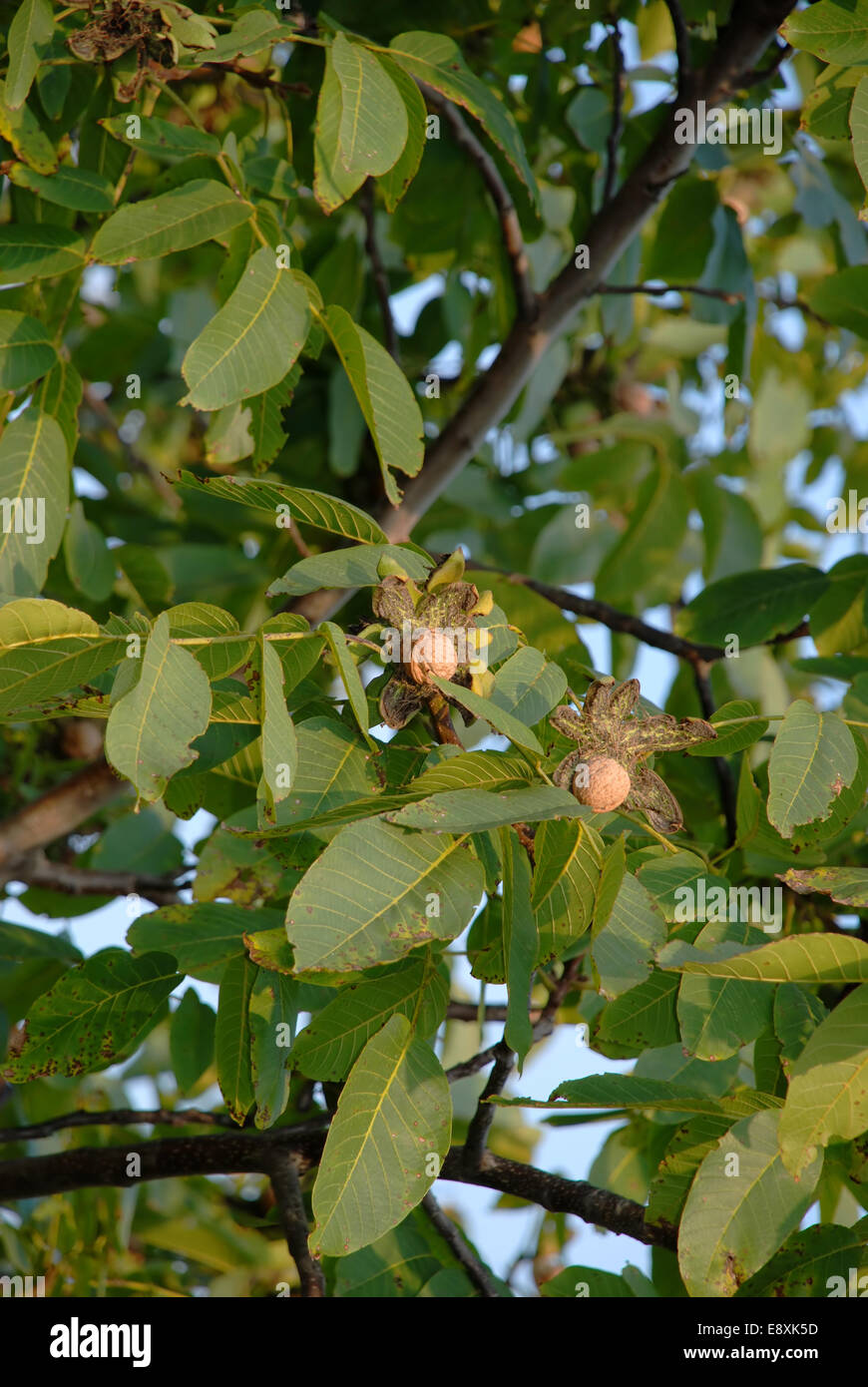 Walnut coat hi-res stock photography and images - Alamy