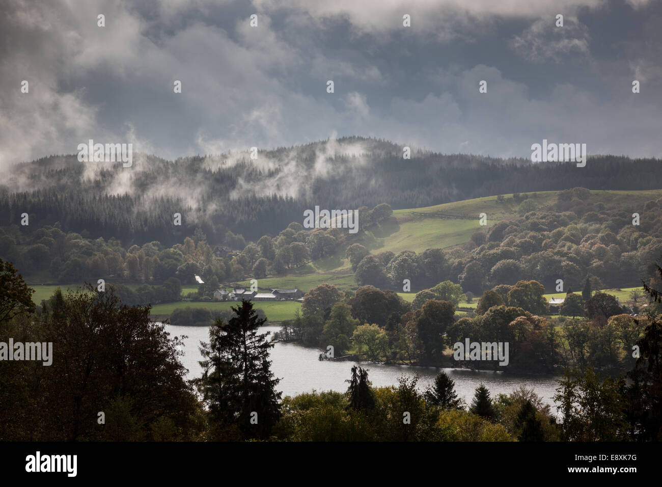 Low mist flowing across the tops of the trees on Esthwaite Intake, above Esthwaite Water, near Hawkshead, Cumbria Stock Photo