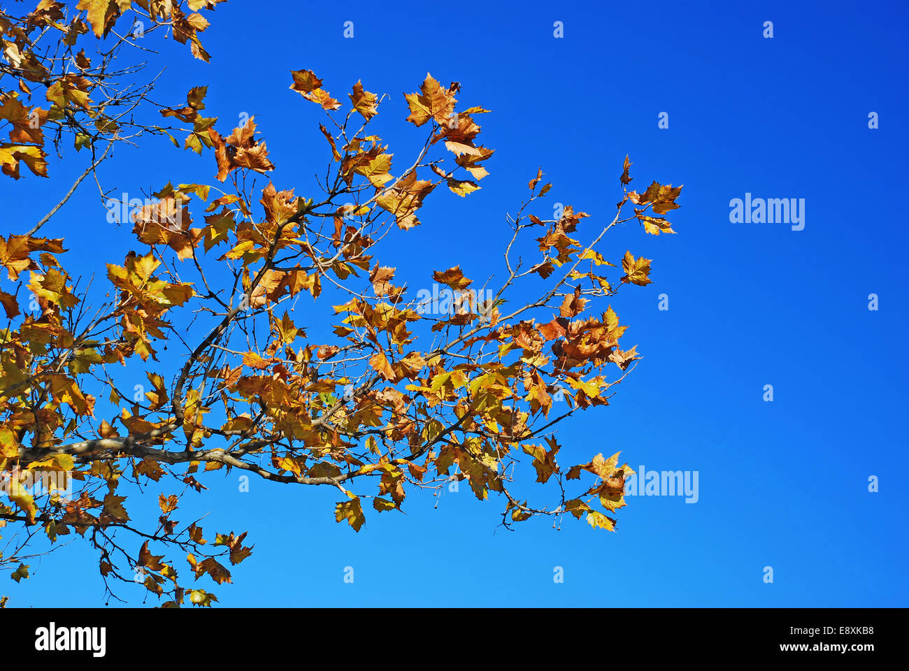 Yellow autumn leaves blue sky Stock Photo - Alamy