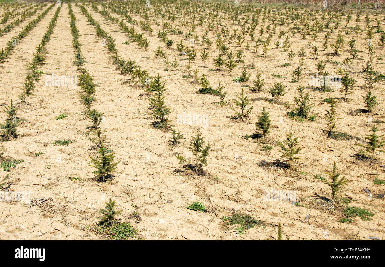 Fir trees growing field branch hi-res stock photography and images - Alamy