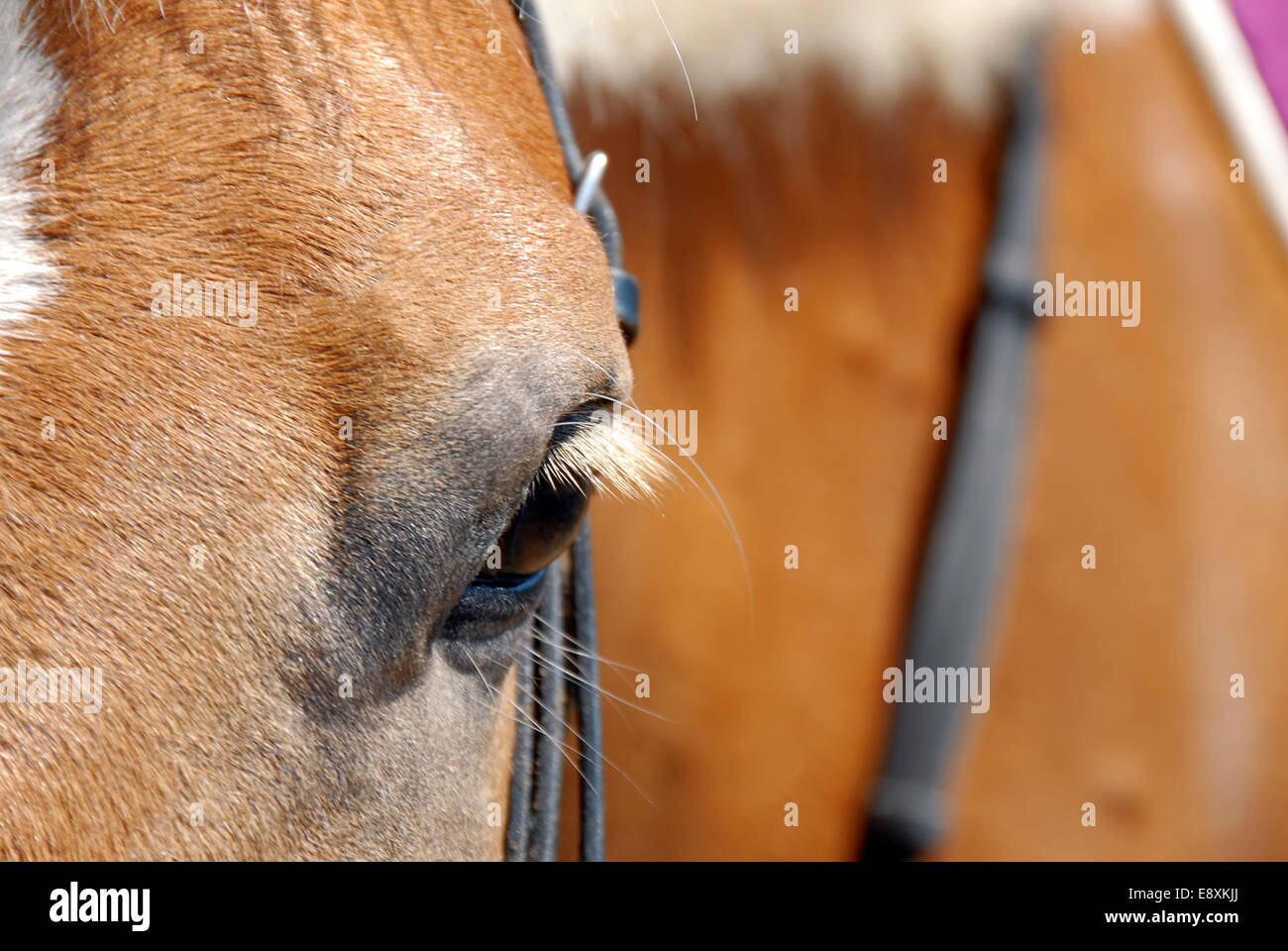 Horse eye closeup Stock Photo Alamy