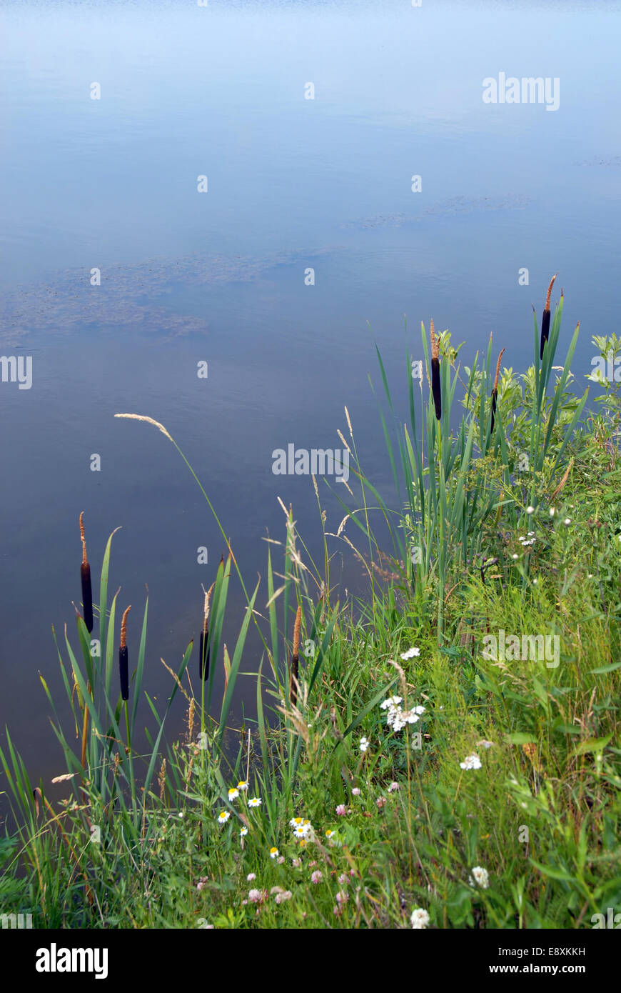 Rush by lake landscape Stock Photo - Alamy