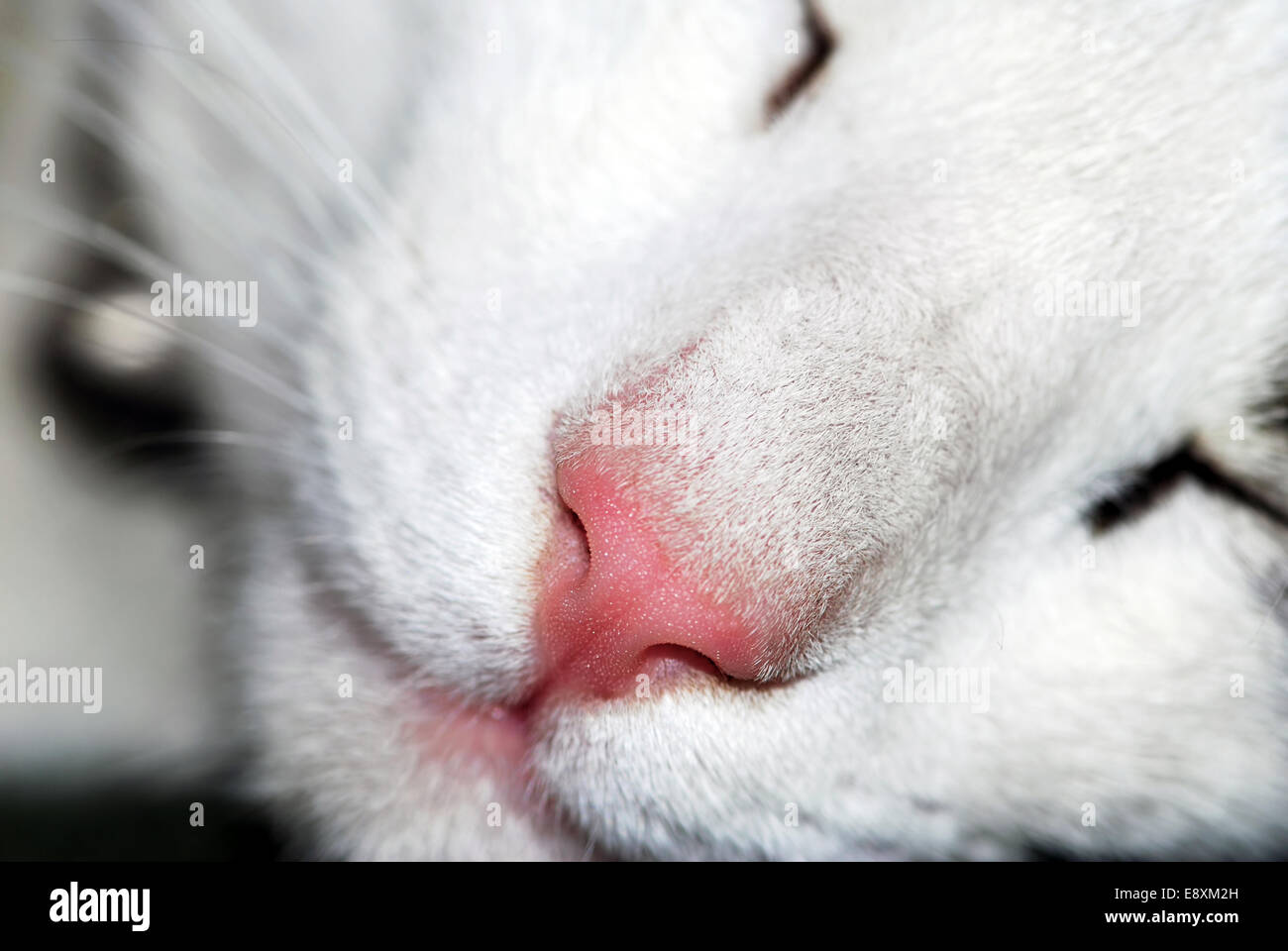 Cat sense hi-res stock photography and images - Alamy