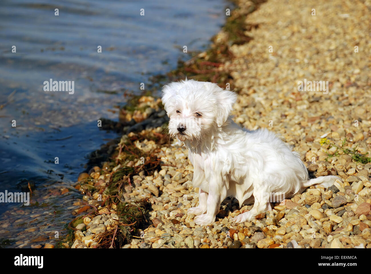 After swimming little wet dog Stock Photo Alamy