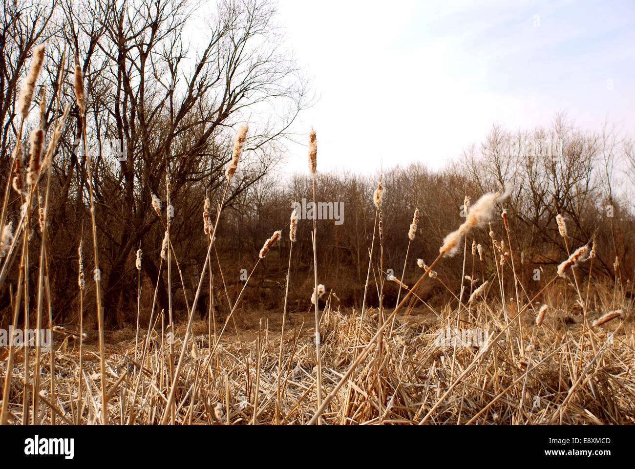 Dry grass landscape Stock Photo