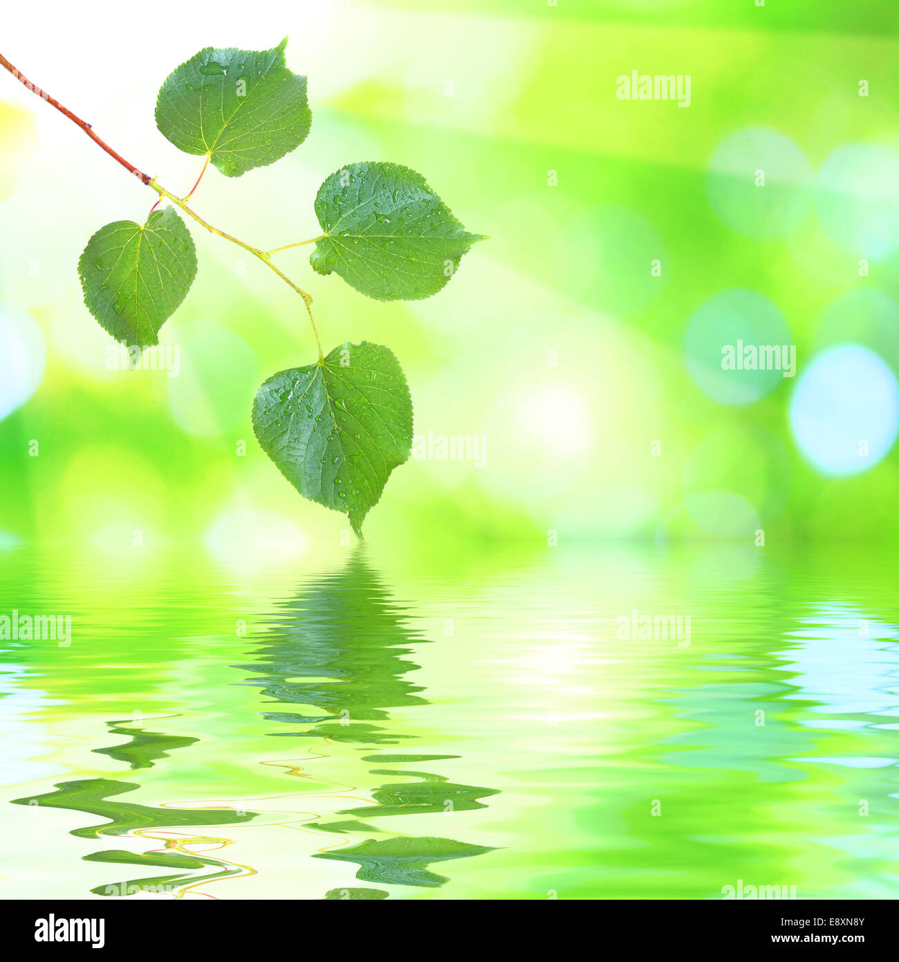Sun rays shine through leaves in spring Stock Photo - Alamy