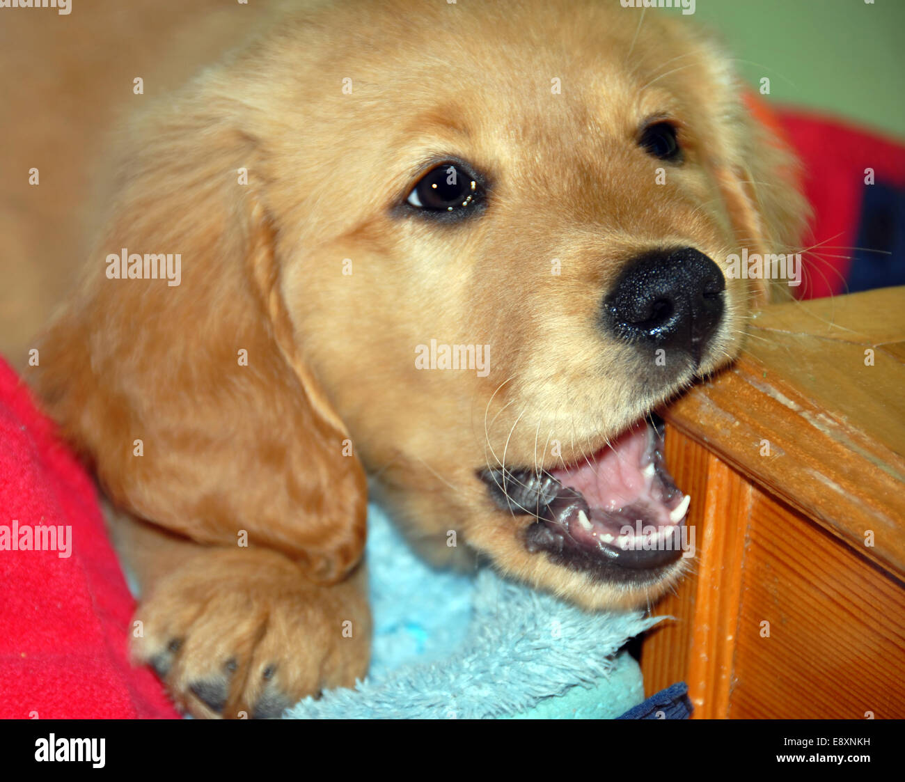 Dog gnawing wooden step Stock Photo