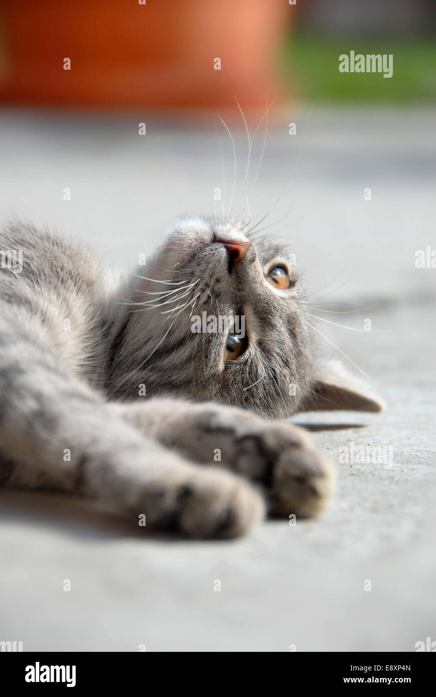 Lying gray cat Stock Photo - Alamy