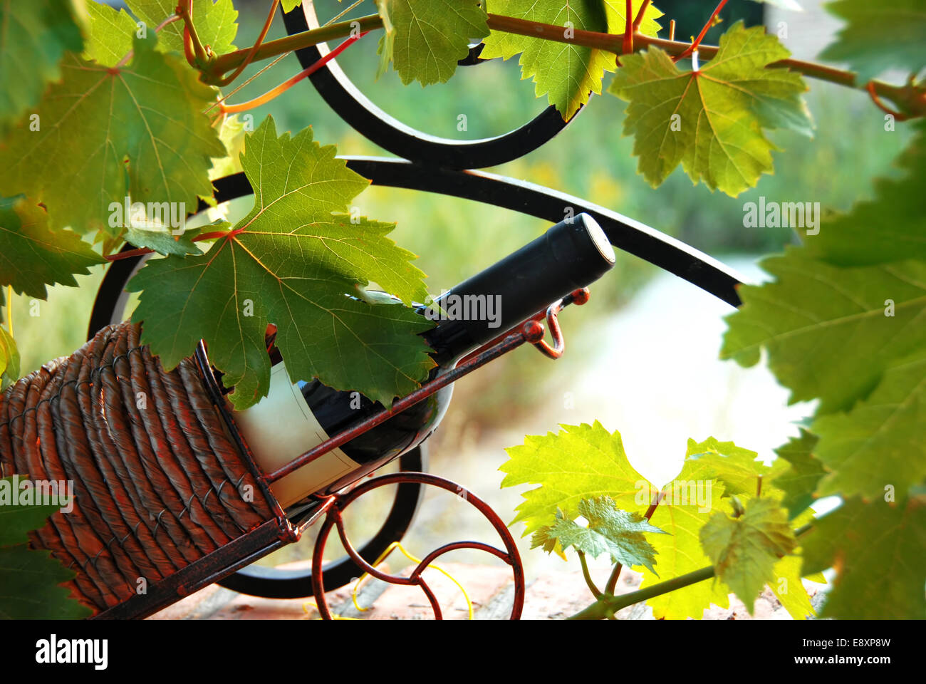 Wine bottle between vine leaves Stock Photo Alamy