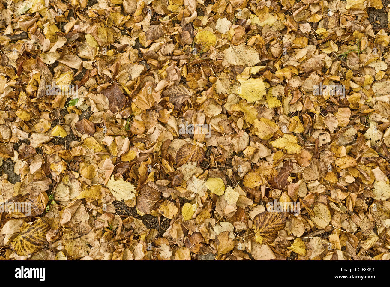 Dry autumn fallen leaves as natural fall pattern or background Stock ...