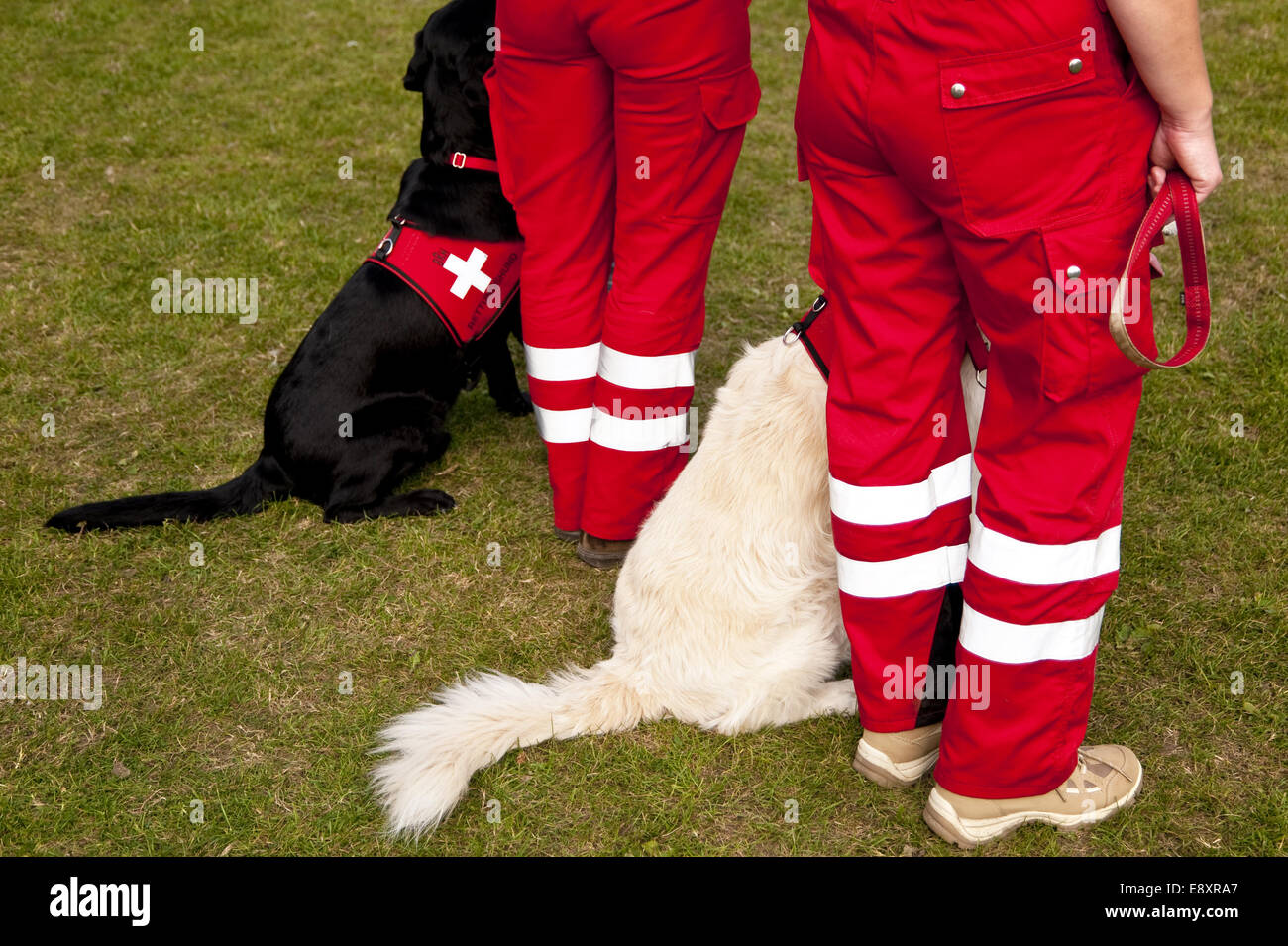 dog Stock Photo