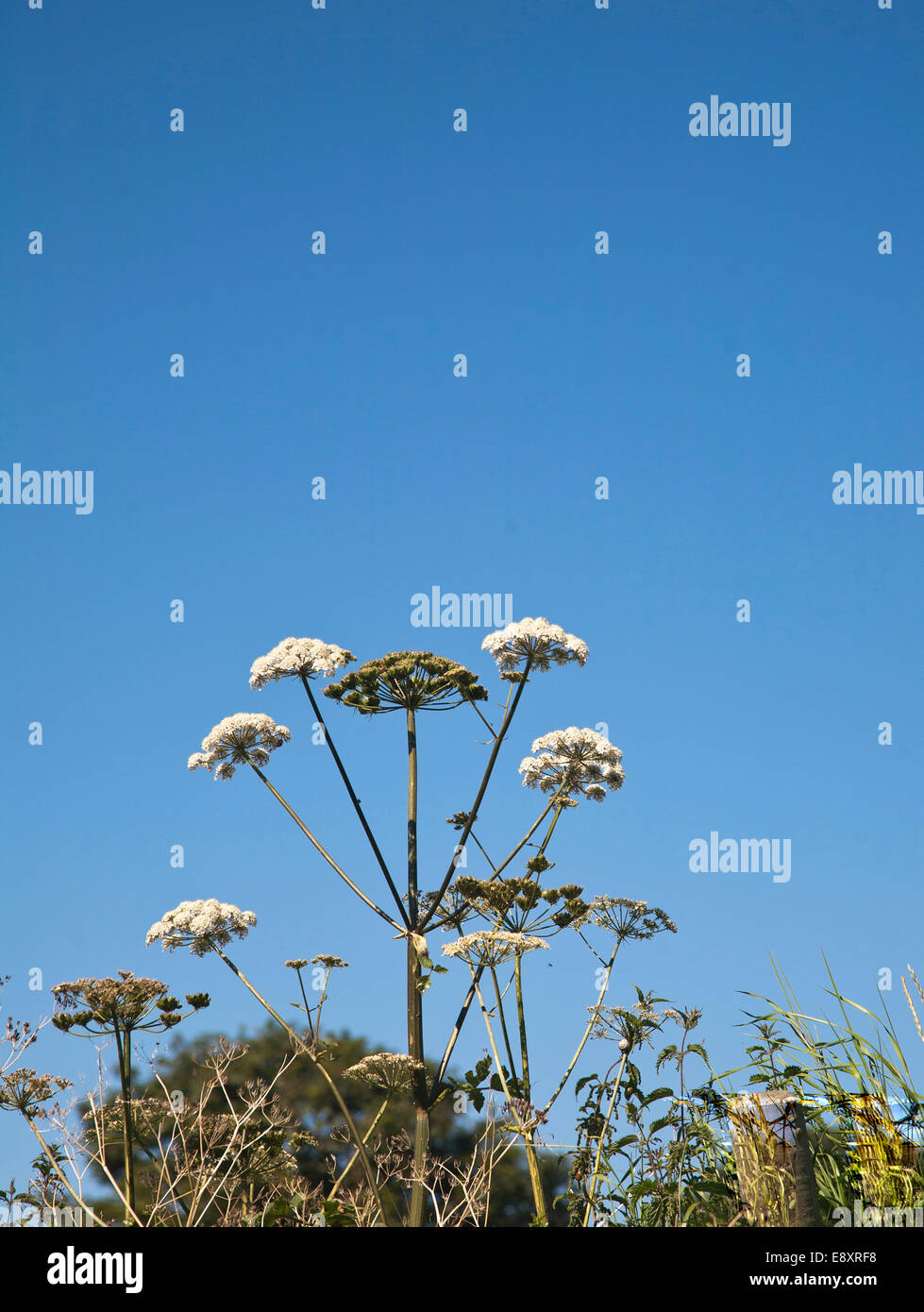 Cow Parsley- anthriscus sylvestris also known as Queen Anne's Lace or Wild Chervil against a clear blue summer sky Stock Photo