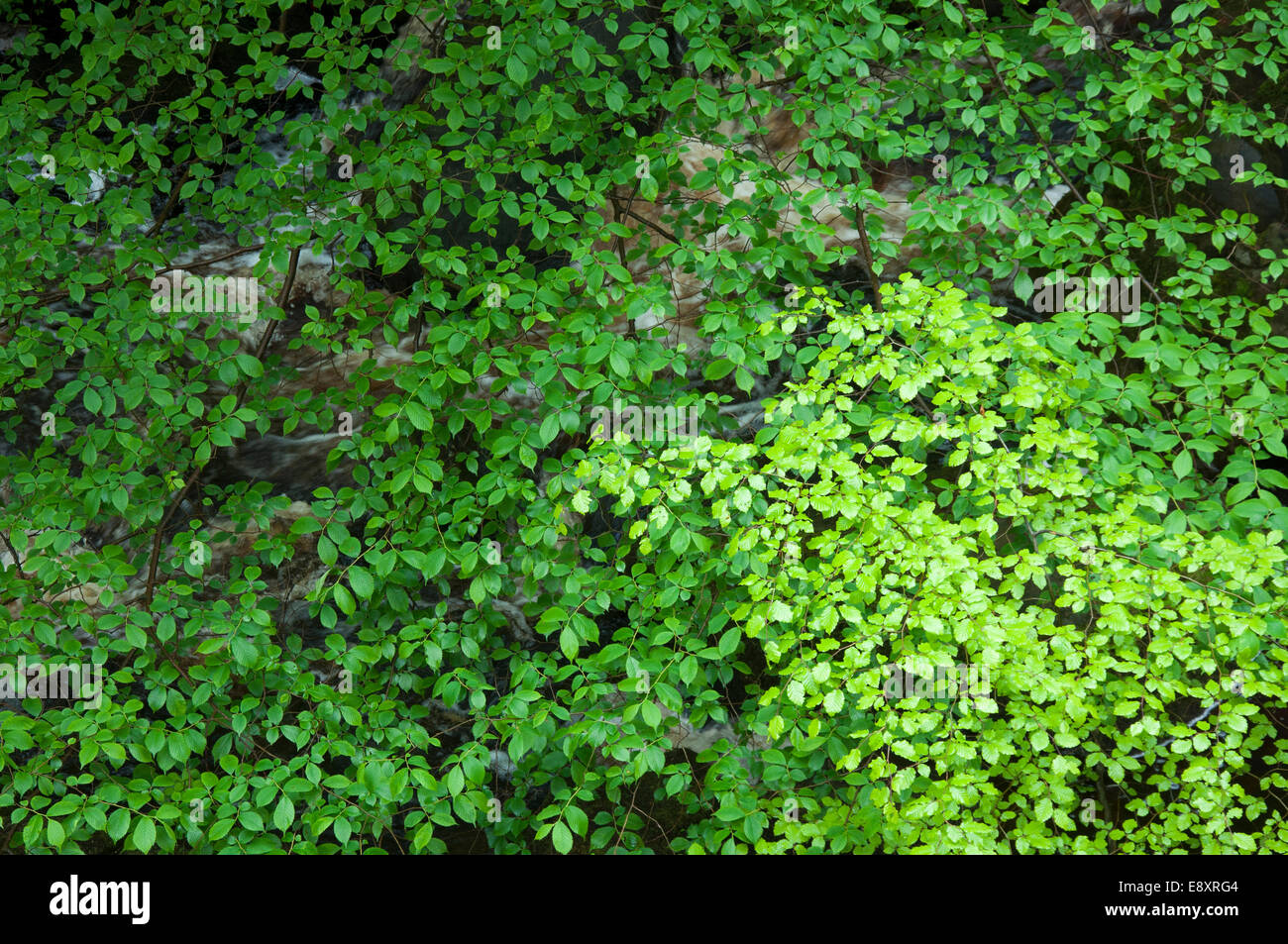 Beech tree in early summer hi-res stock photography and images - Alamy