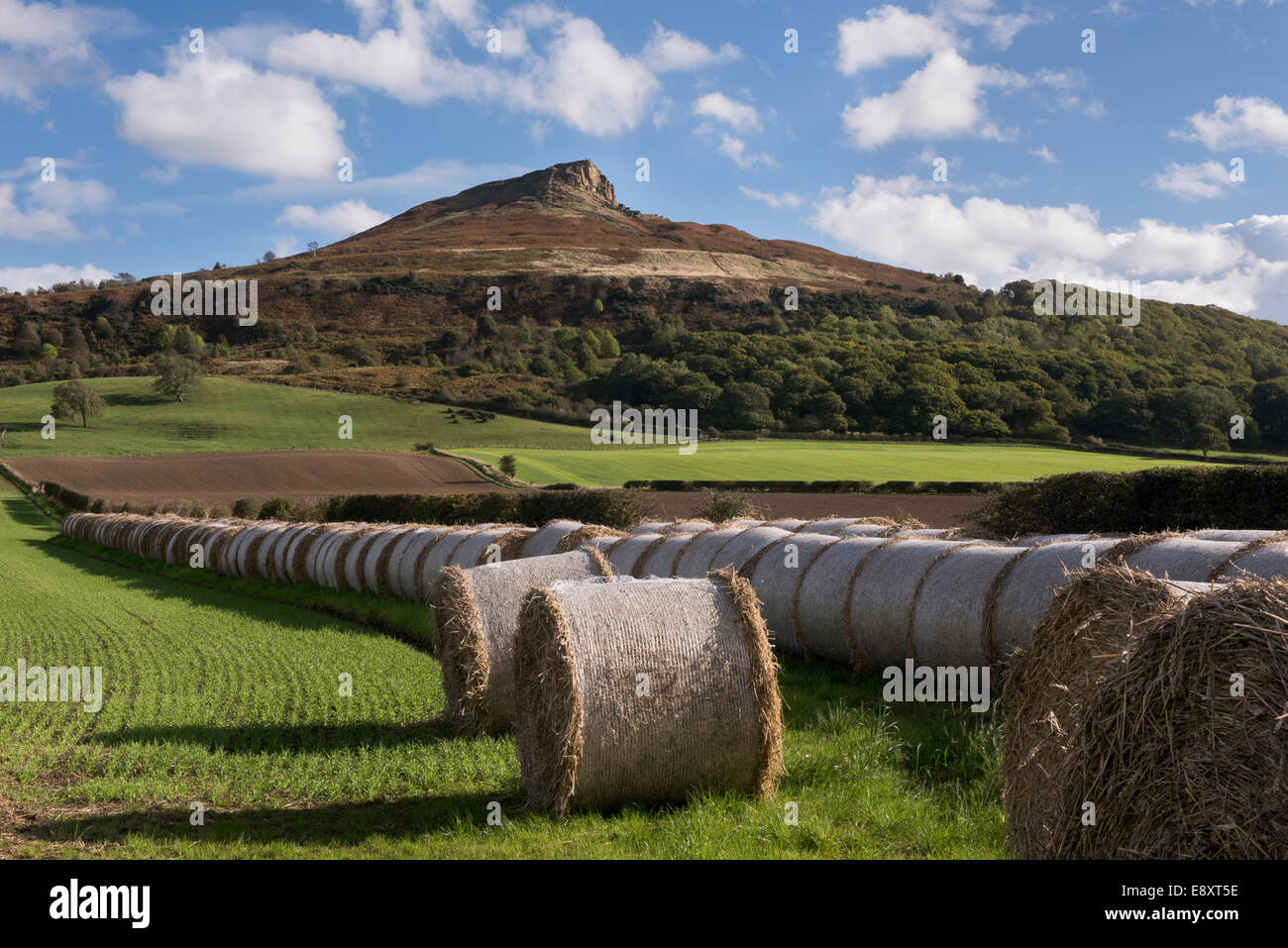 Under blue sky, straw bales linedup in field at foot of Roseberry