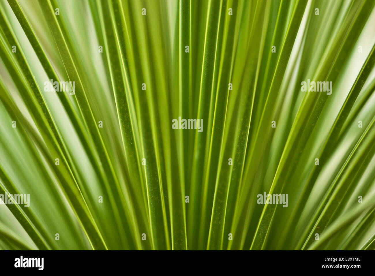 Palm fronds Stock Photo
