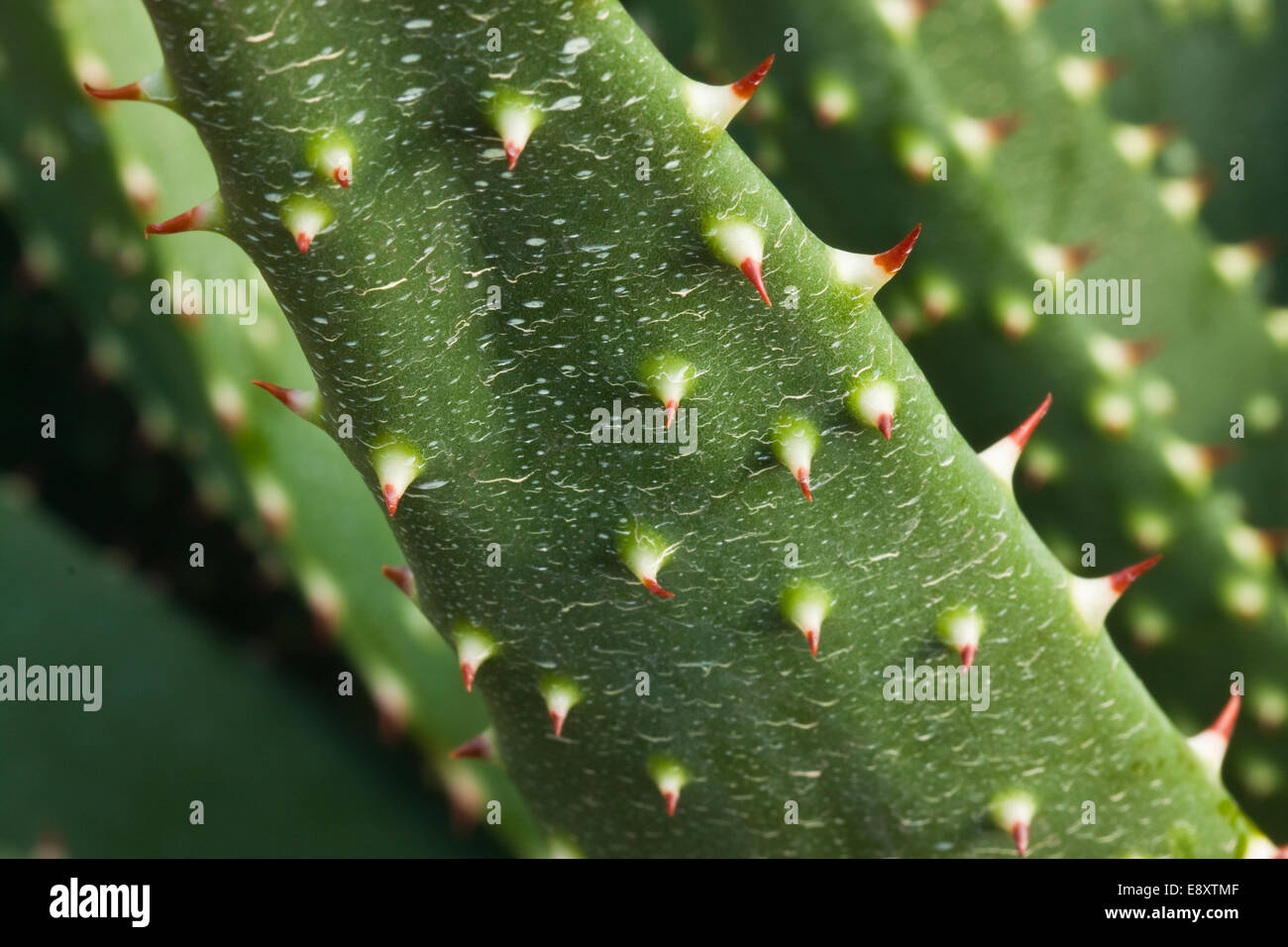 Aloe Vera Flowers Red Stock Photos & Aloe Vera Flowers Red Stock Images