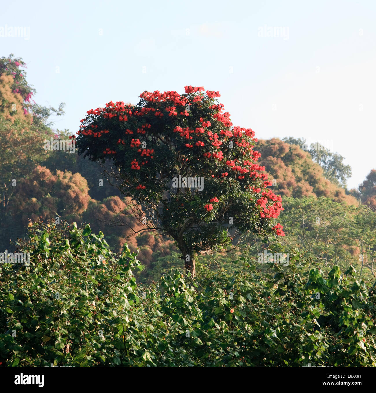 Waimea Canyon flowering bush Stock Photo