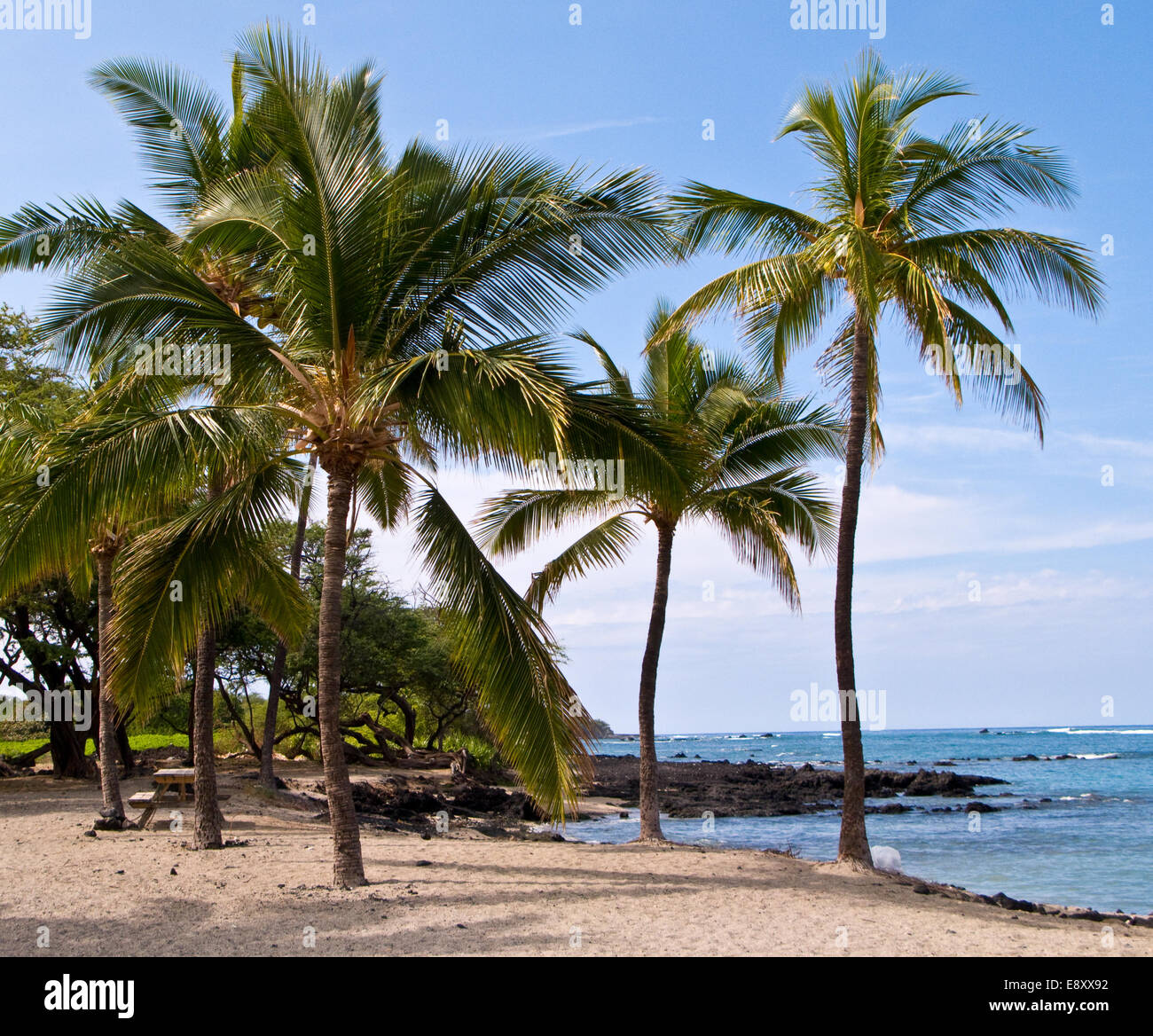 Hawaiian palm beach hi-res stock photography and images - Alamy
