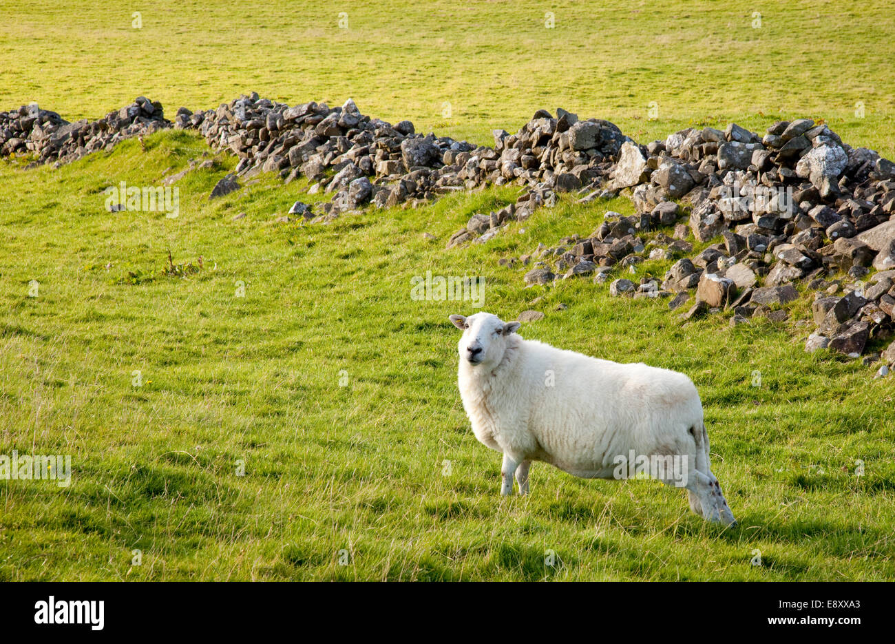 Close of of welsh hill sheep in meadow Stock Photo