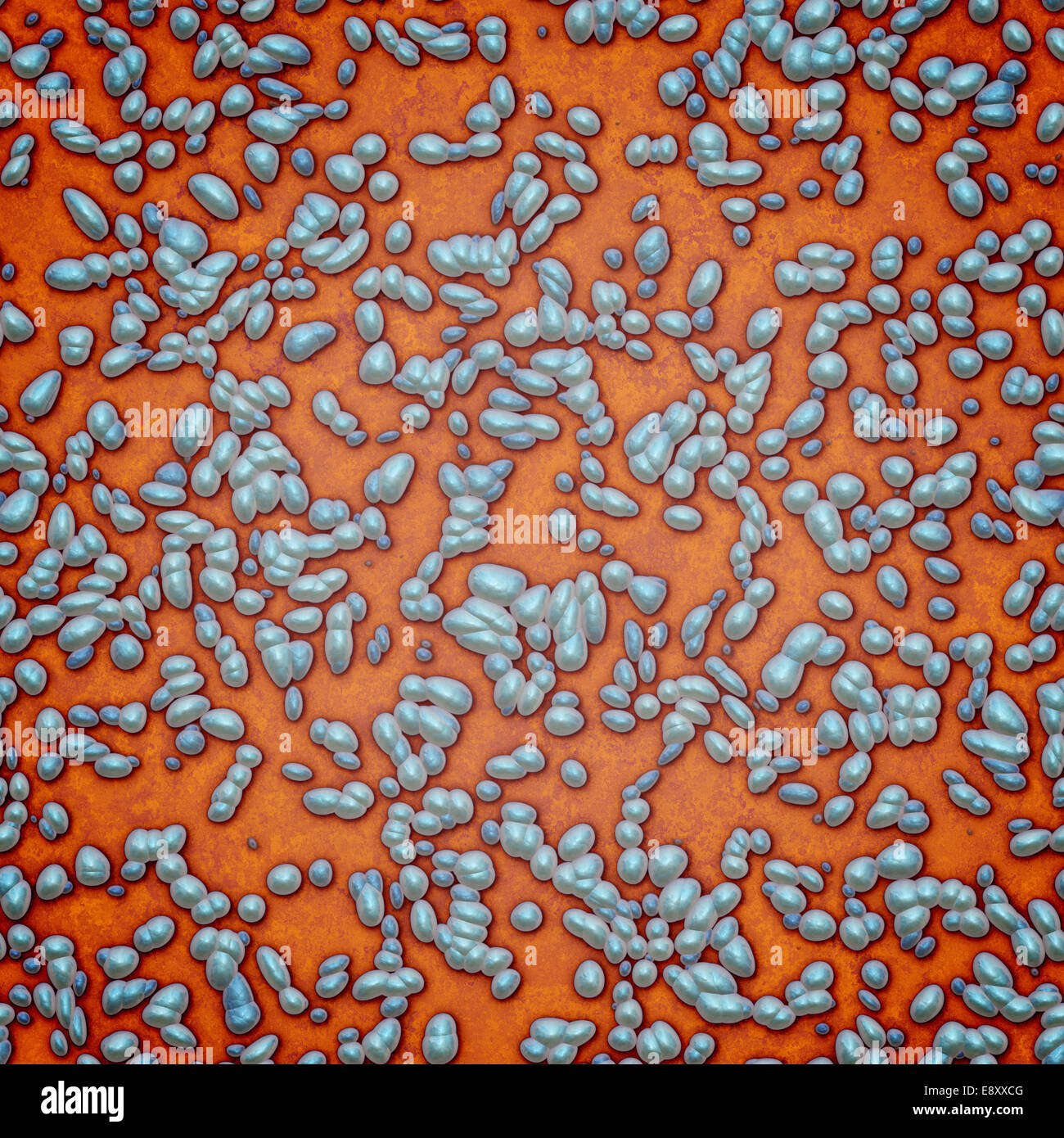 Animal bacteria hires stock photography and images Alamy