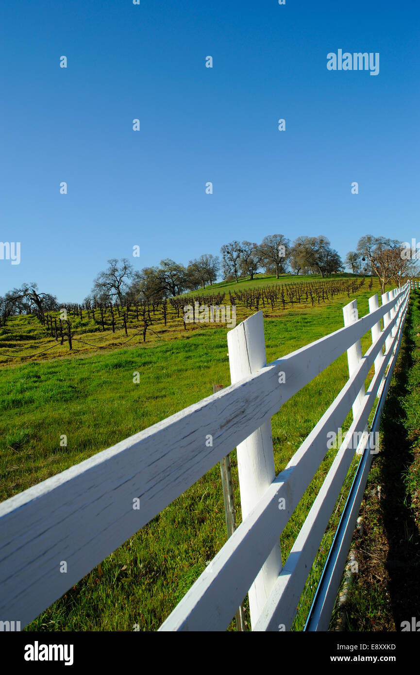 White Wooden Fence And Vineyard Stock Photo