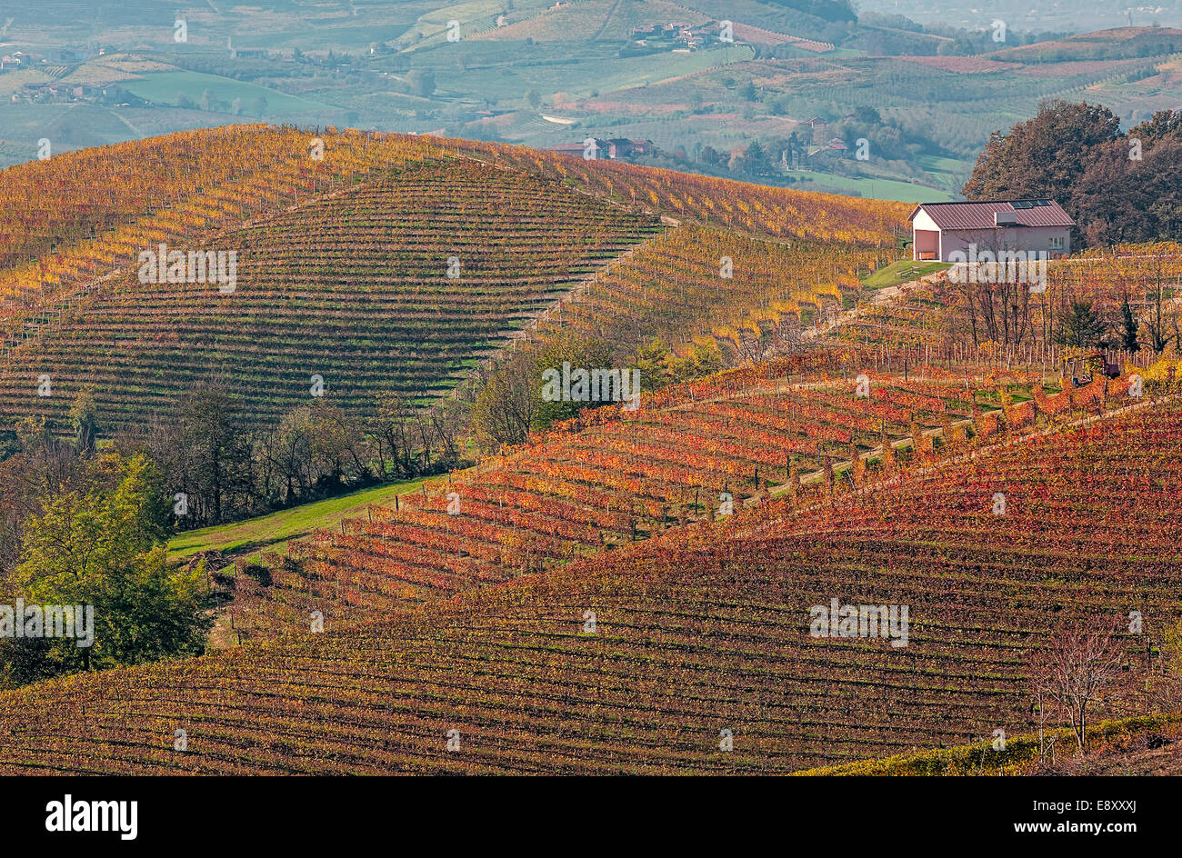 Red, orange and yellow vineyards on the hills of Piedmont, Northern Italy. Stock Photo