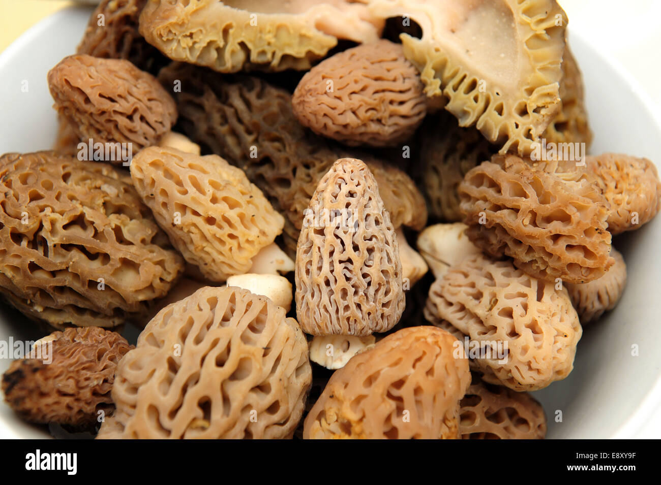 Morel Mushroom Stock Photo