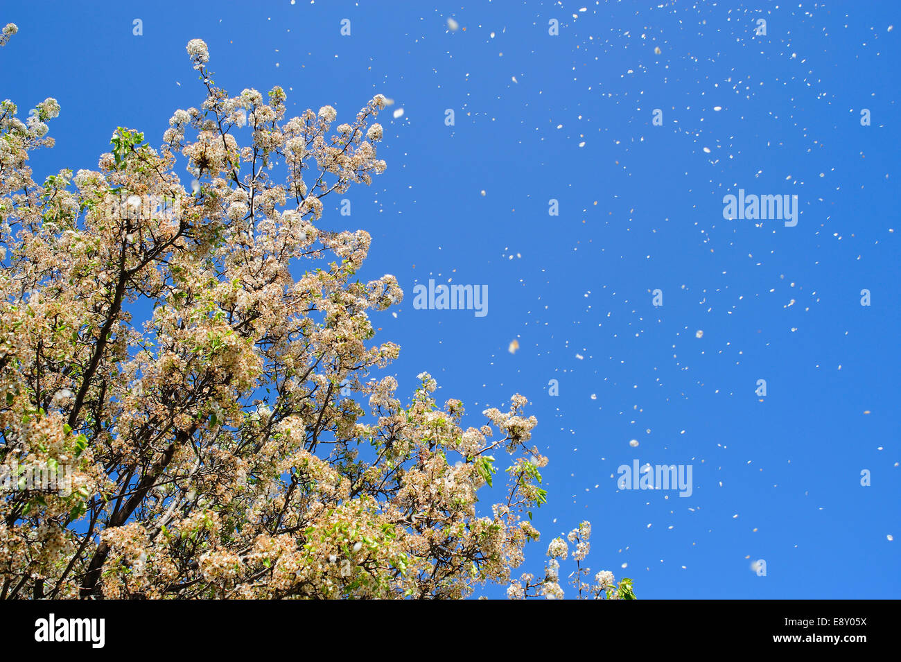 Flower Petals Blowing In The Wind Stock Photo Alamy