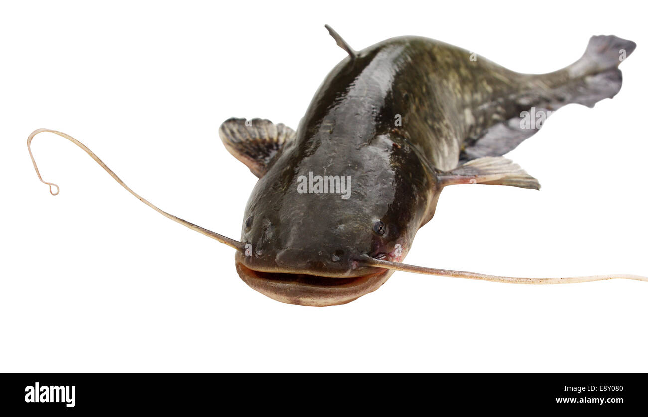 Big  river catfish Stock Photo